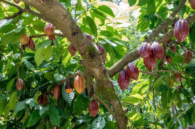 Multi-colored cacao pods in the Dominican Republic
