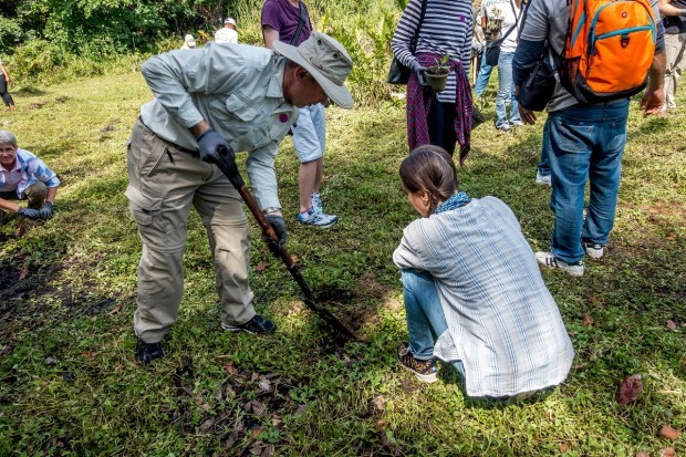 Planting mangrove seedlings as part of impact travel with Fathom cruise lines