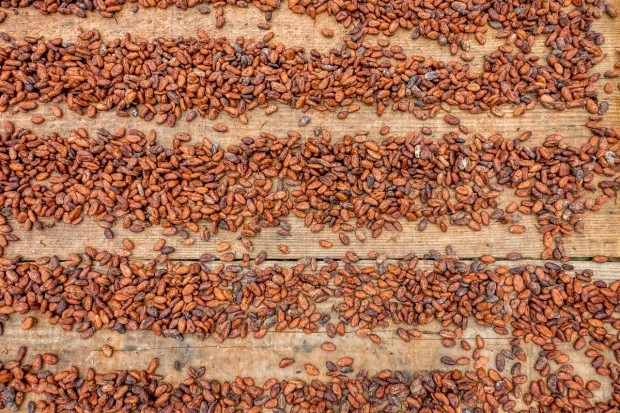 Cacao beans fermenting in the sun