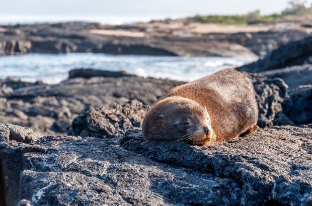 Postcards from the Galapagos Islands Fur seal in the Galapagos Islands