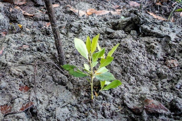 Mangrove seedling
