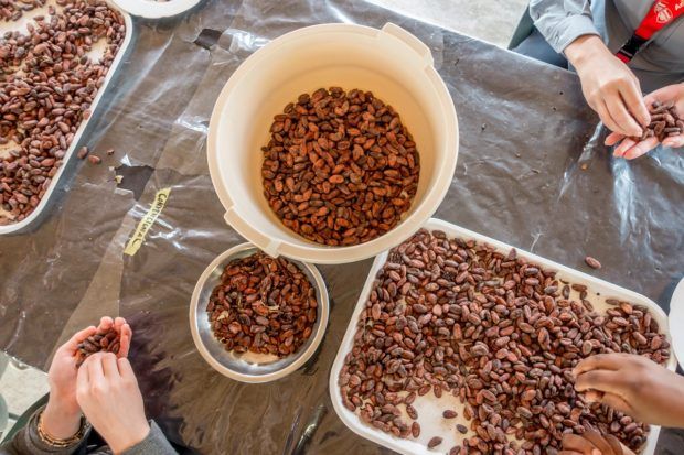 Sorting cacao beans at Chocal chocolate cooperative in the Dominican Republic