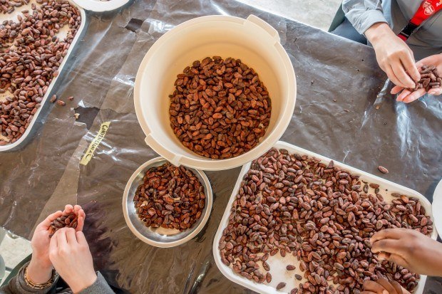 Sorting cacao beans at Chocal chocolate collective
