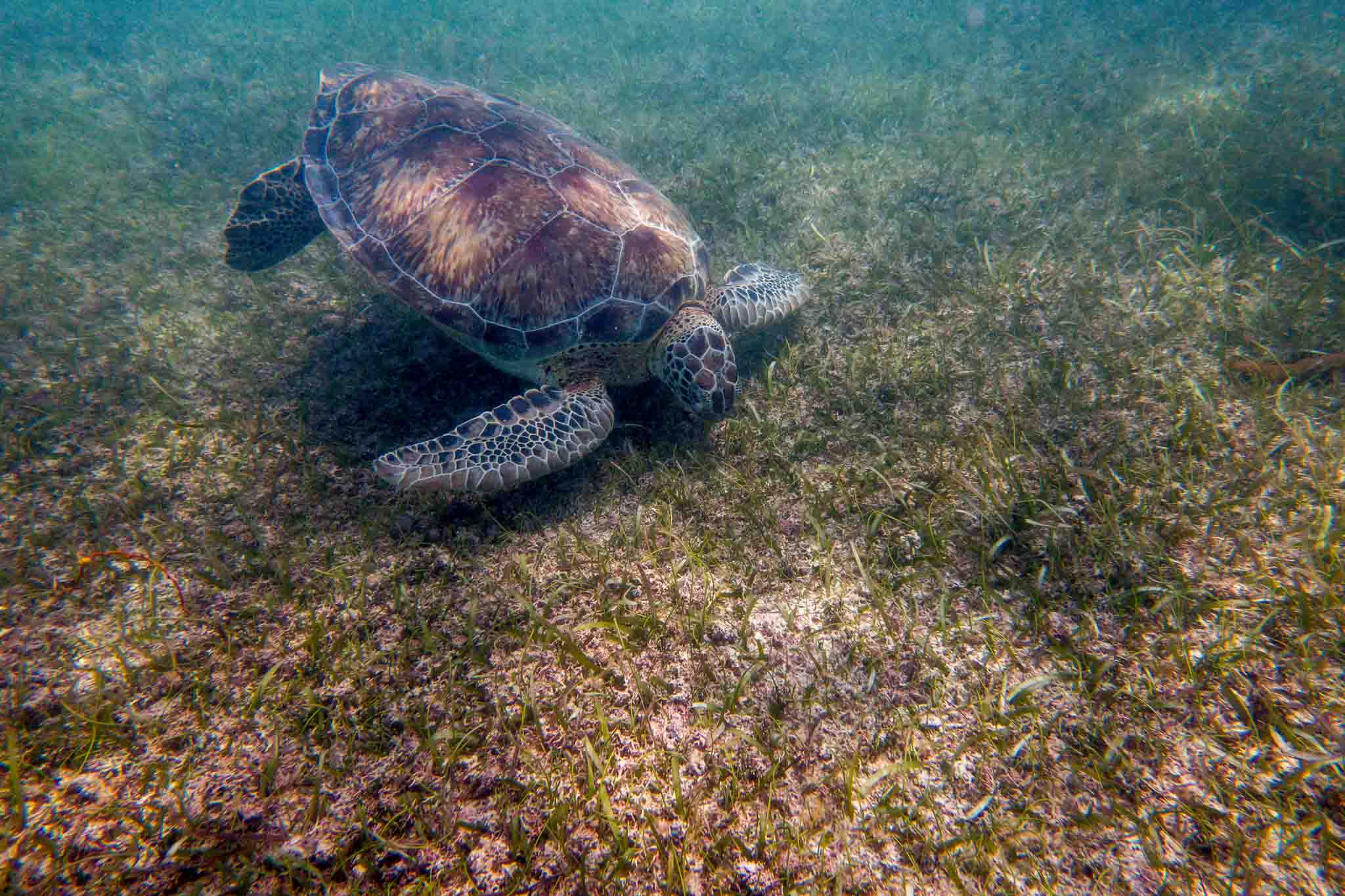 One of the Akumal turtles feeding on the sea grass. This experience is surely some of the best snorkeling in Mexico