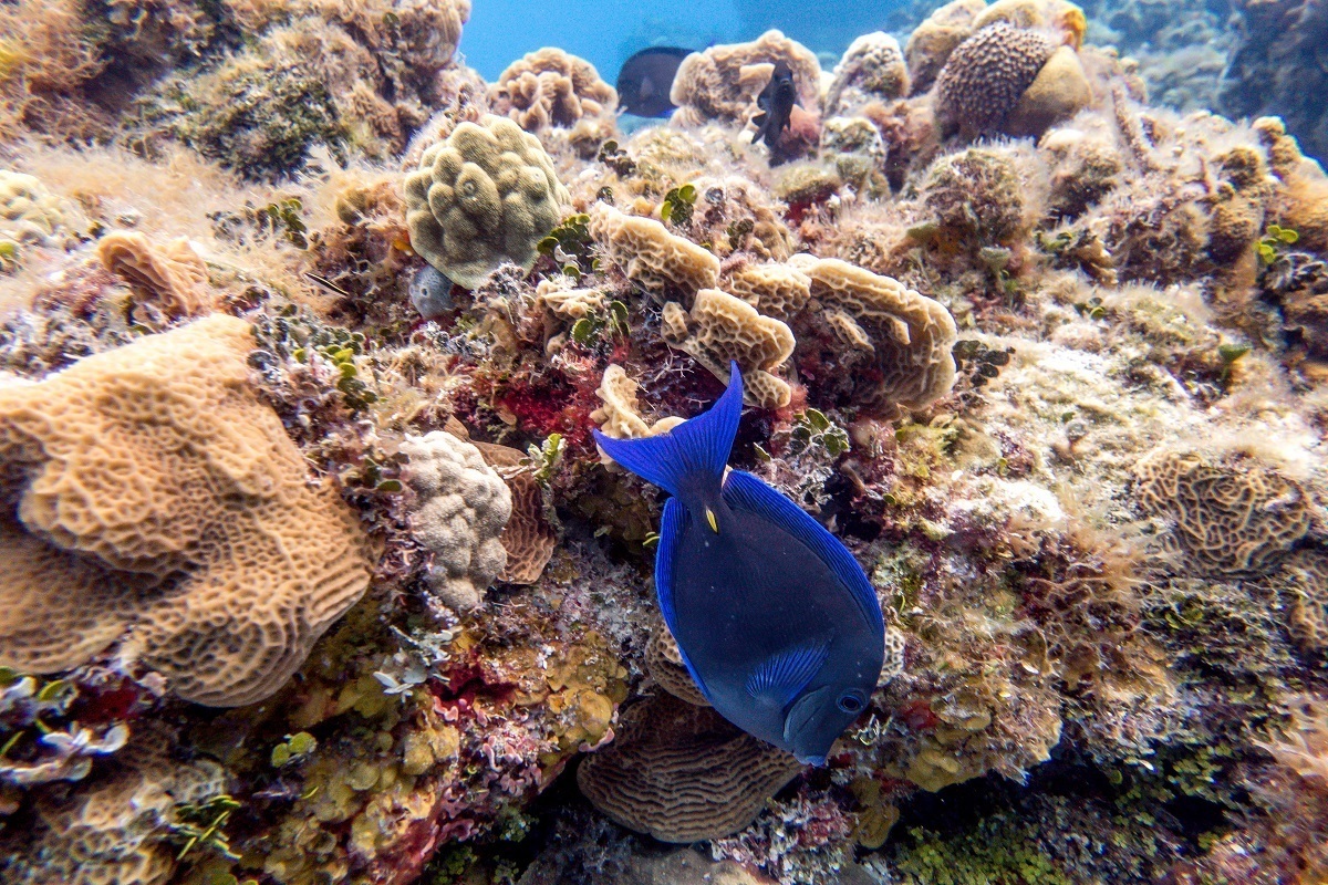 On the Playacar Reef in Cozumel.