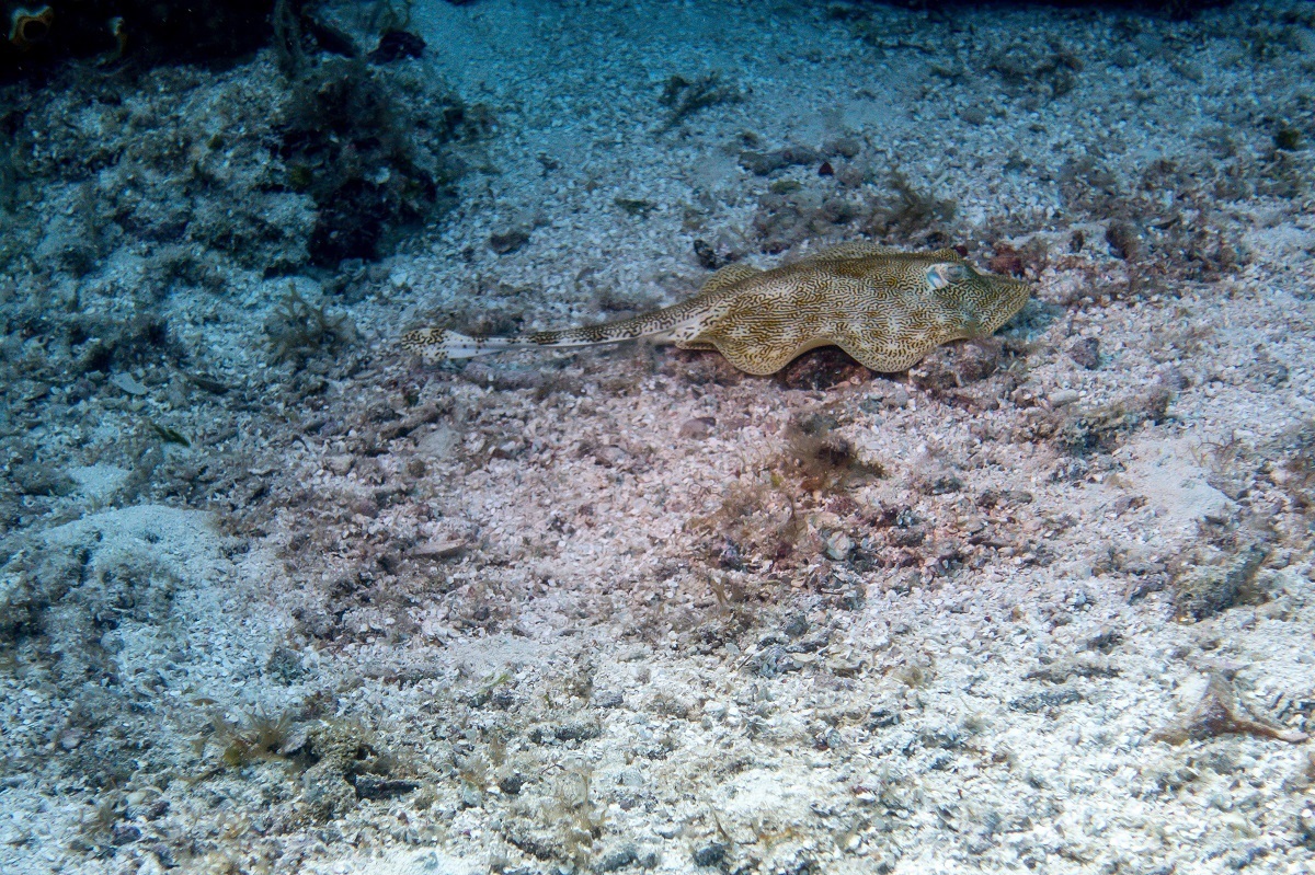 A ray in Cozumel.
