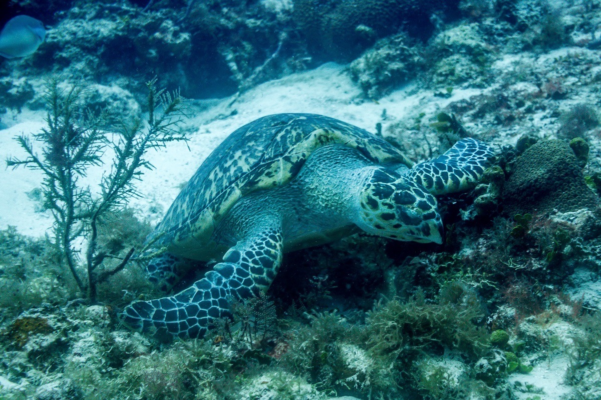 Seeing green sea turtles while scuba diving in Cozumel.