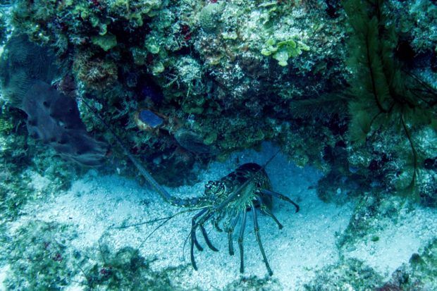 A lobster in Cozumel.