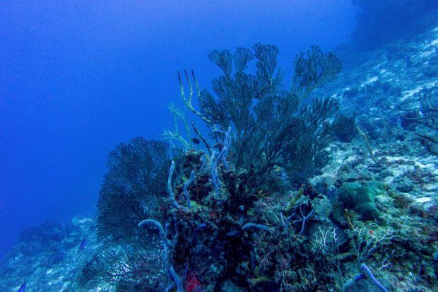 Fan coral in Cozumel