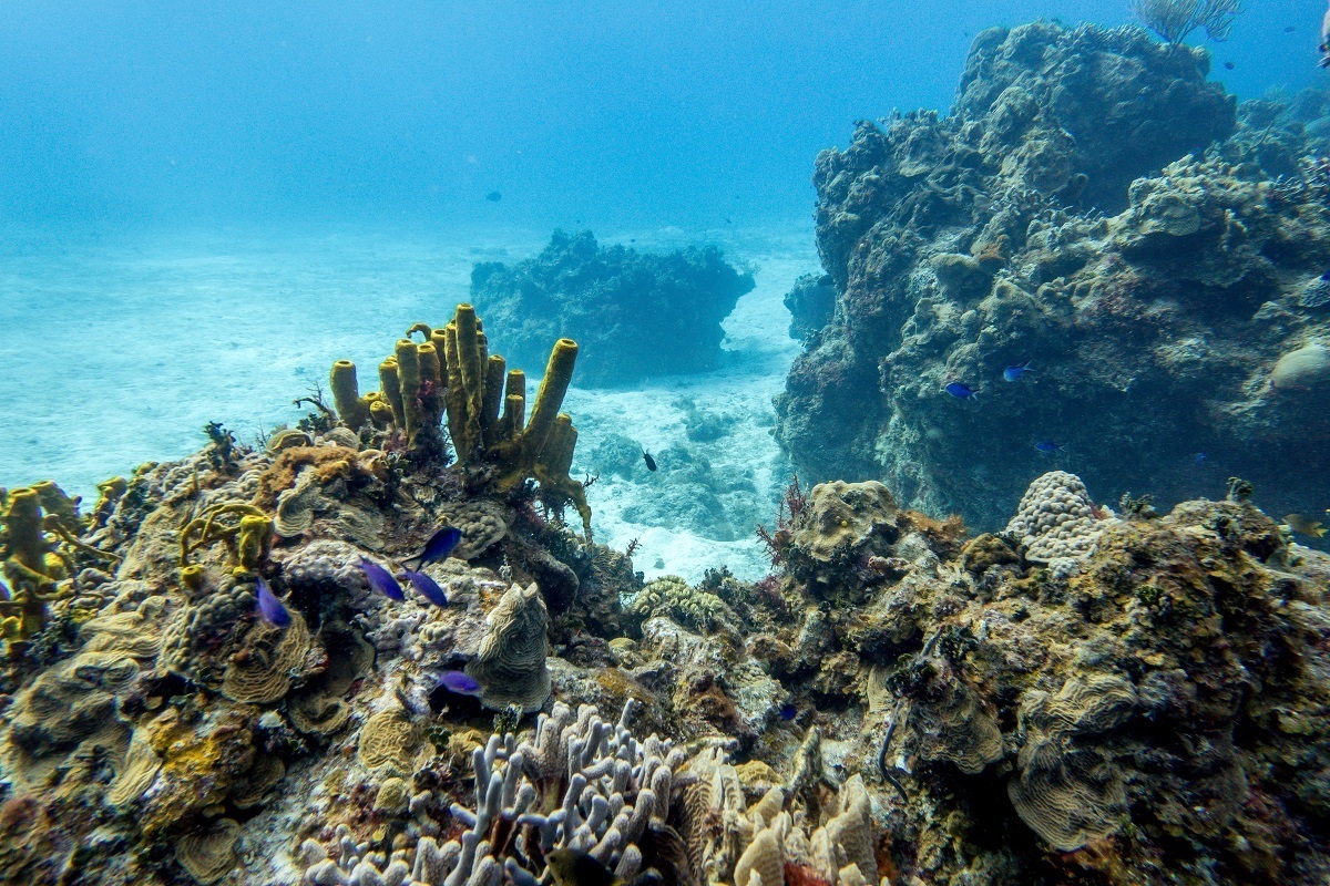 Playacar Reef in Cozumel.