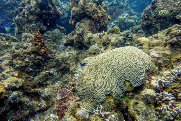 A brain coral formation in Cozumel.