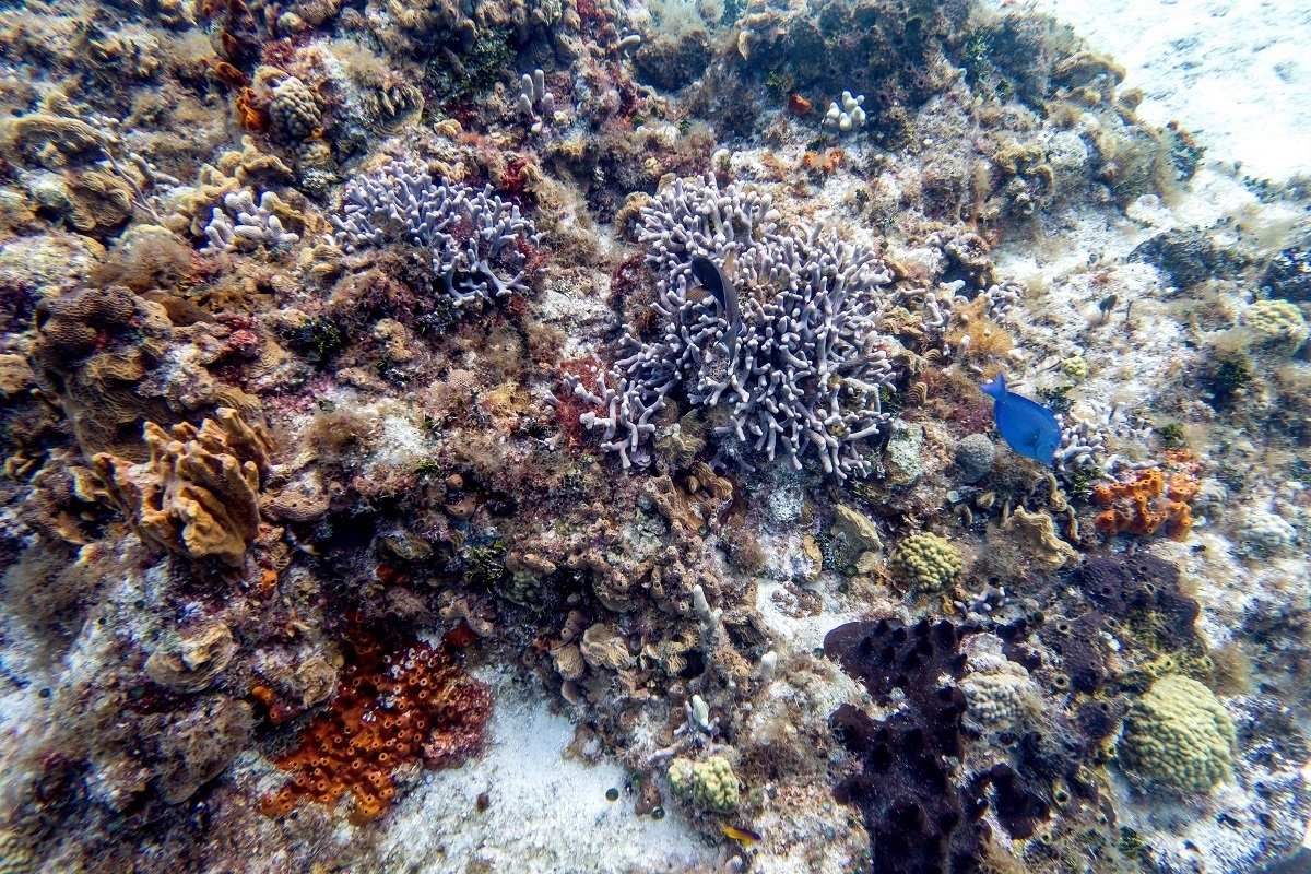 A coral formation on Playacar Reef in Cozumel, Mexico.