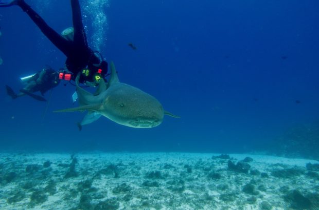Close Encounters of the Shark Kind on a Cozumel Dive Getting up close with a nurse shark while scuba diving in Cozumel with Dive with Martin.