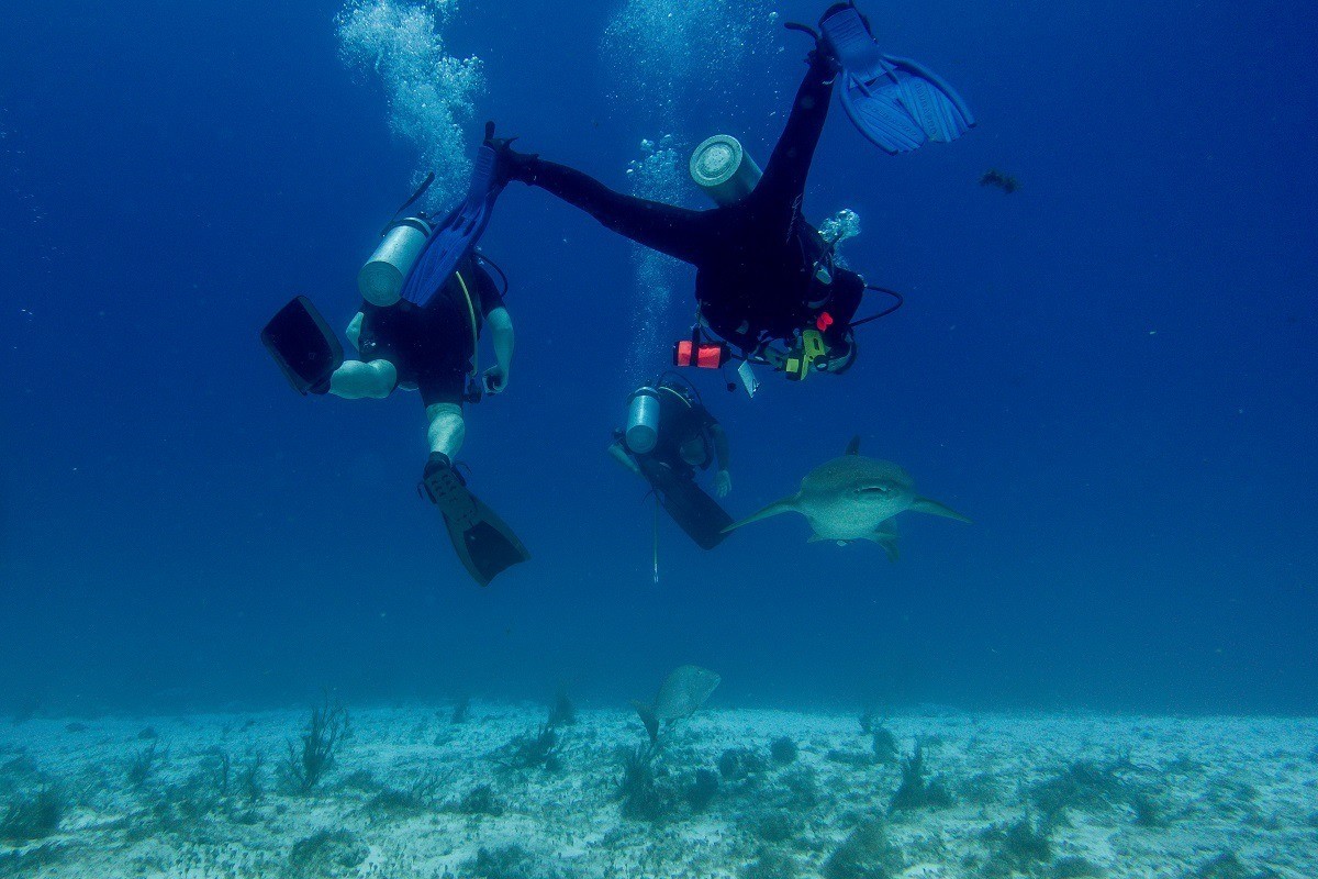 A nurse shark visits us while scuba diving in Cozumel.