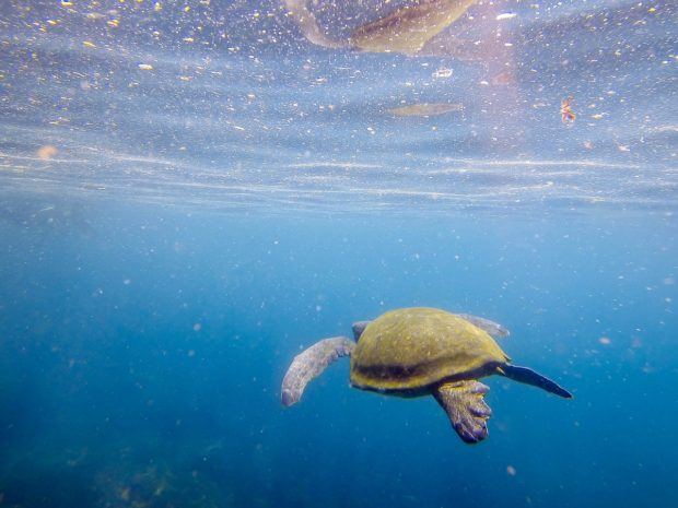 Green sea turtle photo taken with a GoPro action camera. Many people looking for the best waterproof camera or the overall best weatherproof camera end up in the action camera market because of their overall durability. While we find the photo quality a little lacking, many people use them as a good small camera for travel.