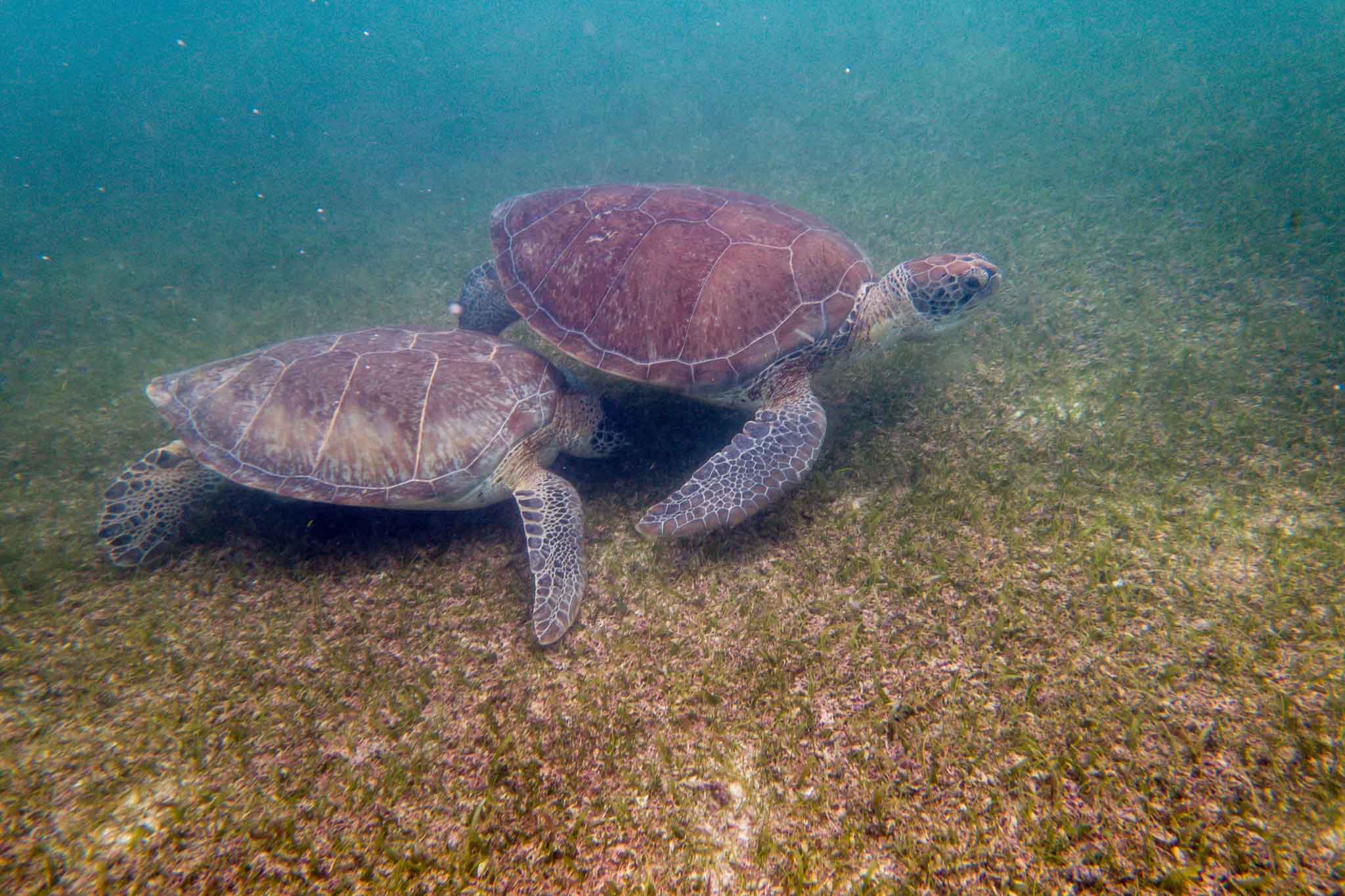 We found these two Green Sea Turtles in Akumal Bay while snorkeling. The Akumal Beach snorkeling is only one of the reasons to visit this protected bay.