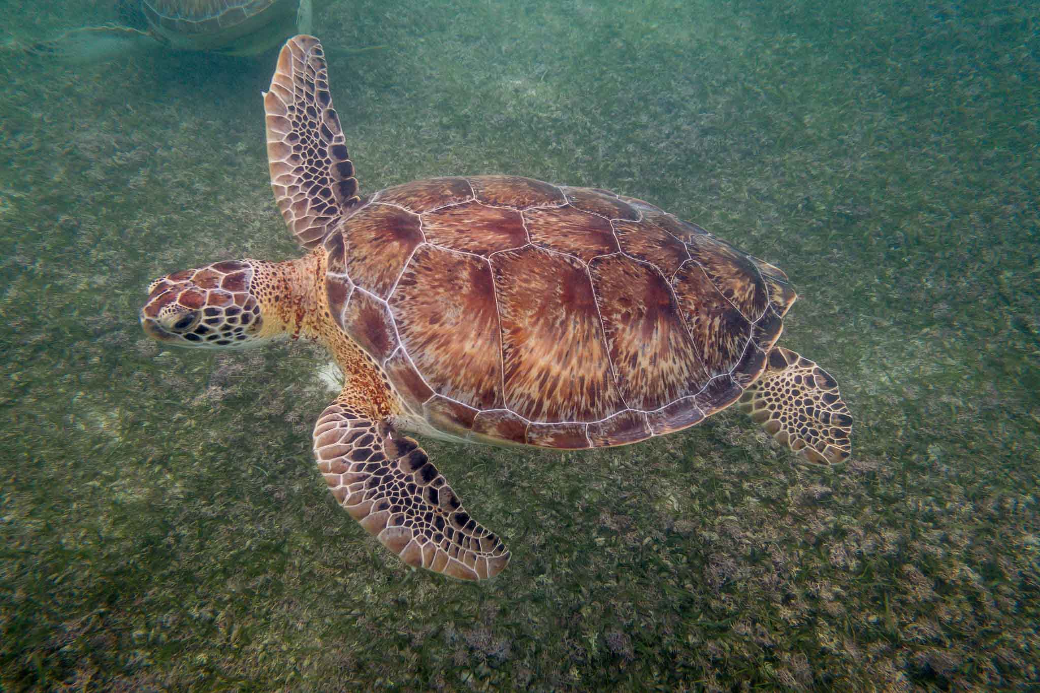 Snorkeling is a great way to observe sea turtles
