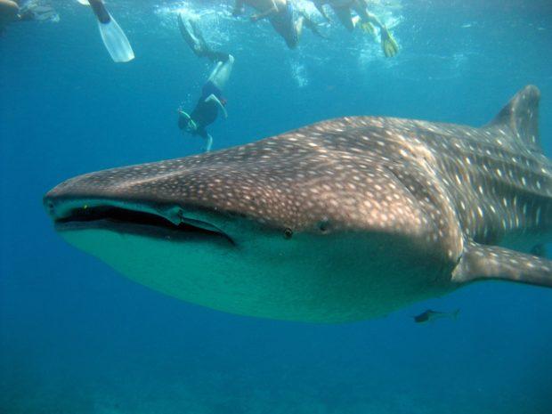 Not being able to snorkel with the whale sharks in Mexico is one of our top travel regrets.
