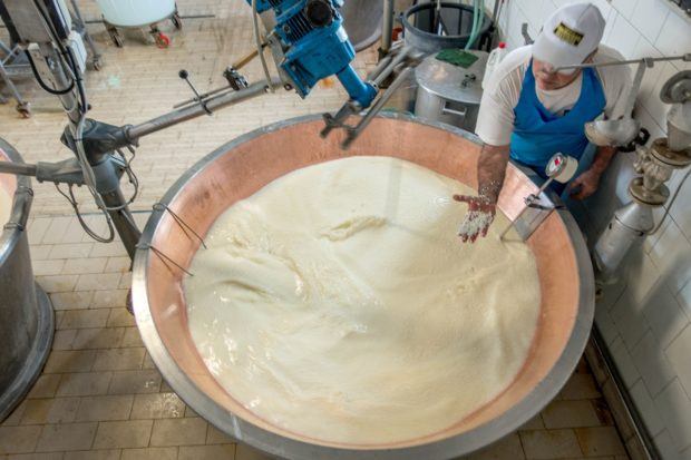 Curds starting to form within the milk during the process of making Parmigiano-Reggiano cheese