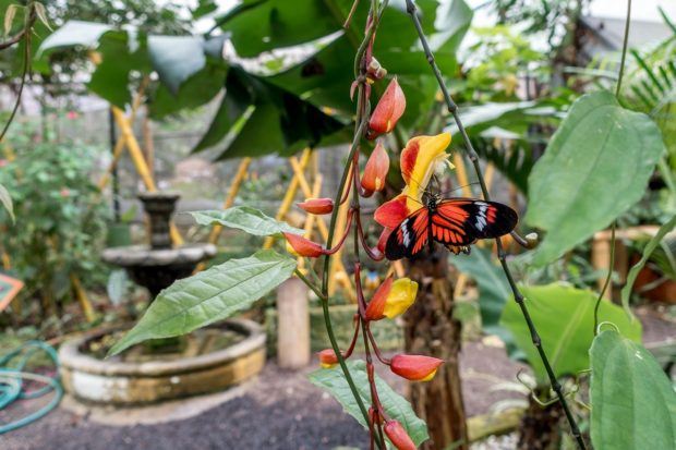 Orange butterfly at a butterfly farm in Mindo. Just one of the unexpectedly cool stops on our Ecuador itinerary.