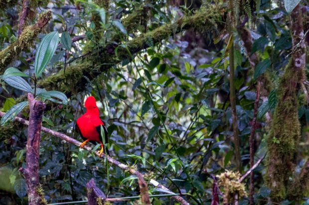 The Andean Cock of the Rock seen in the cloud forest of Ecuador