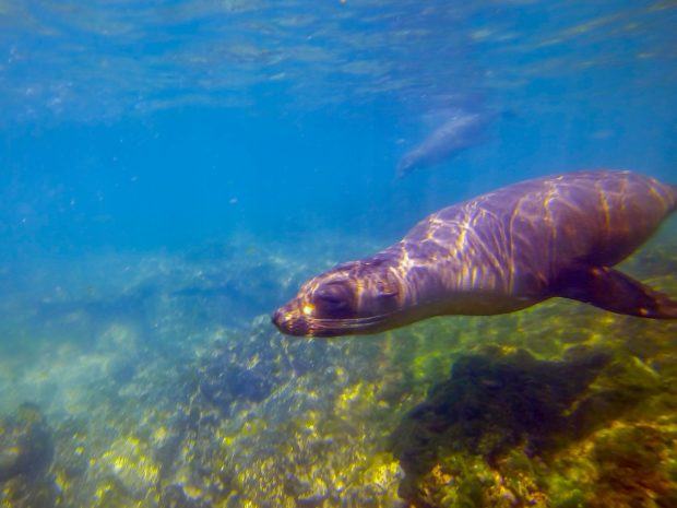 A sea lion in the Galapagos Islands. Visiting the Galapagos is a key part of any trip to Ecuador.