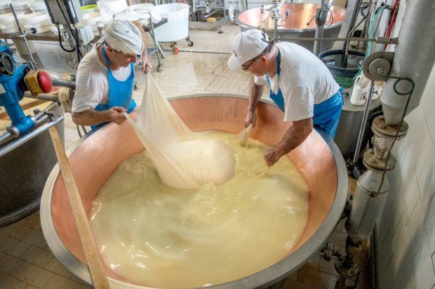 Curd that will become Parmigiano-Reggiano
