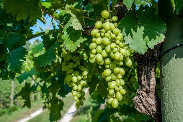 The vines at Uka Winery in the Albanian wine region.