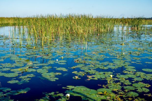 The headwaters of the Everglades is one of the fun places to go near Orlando, Florida