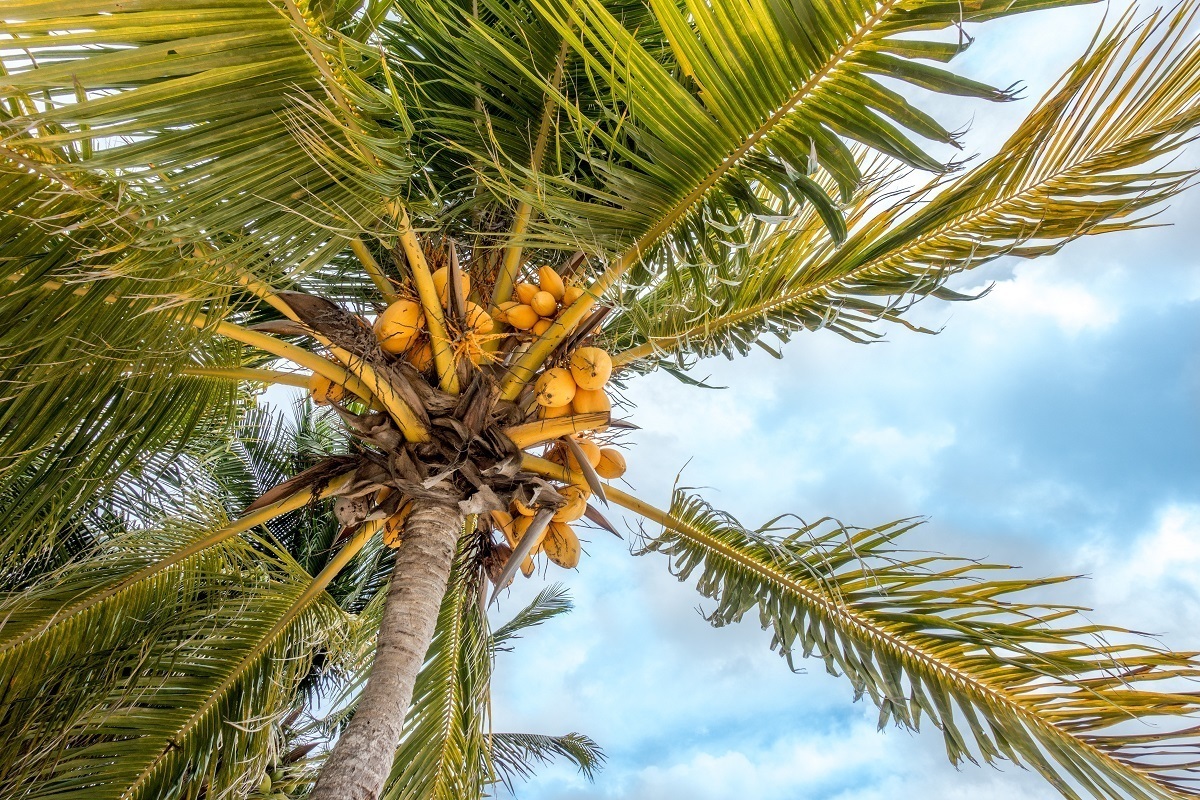 Palm tree with coconuts