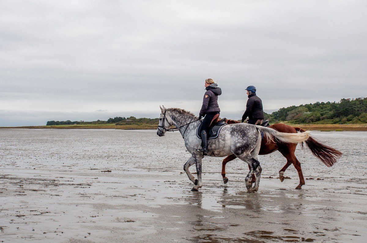 A couple ride horses out on the salt flats of the Wadden Sea.