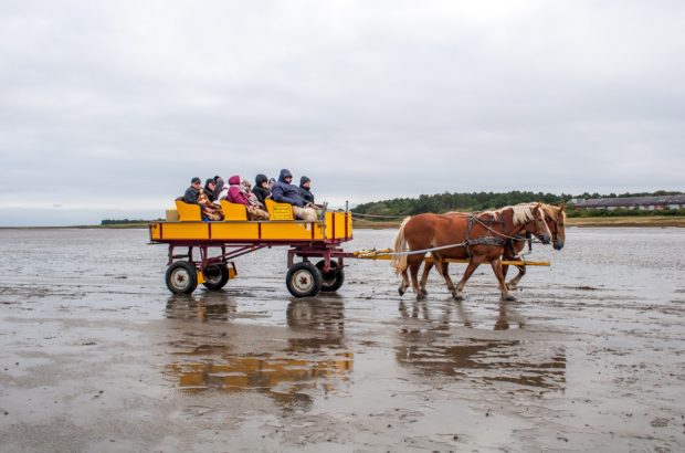 Crossing the Wadden Sea by Horse-Drawn Carriage…Almost Visitors take a horse-drawn wagon across the tidal flats to Neuwerk Island in the Wadden Sea National Park.