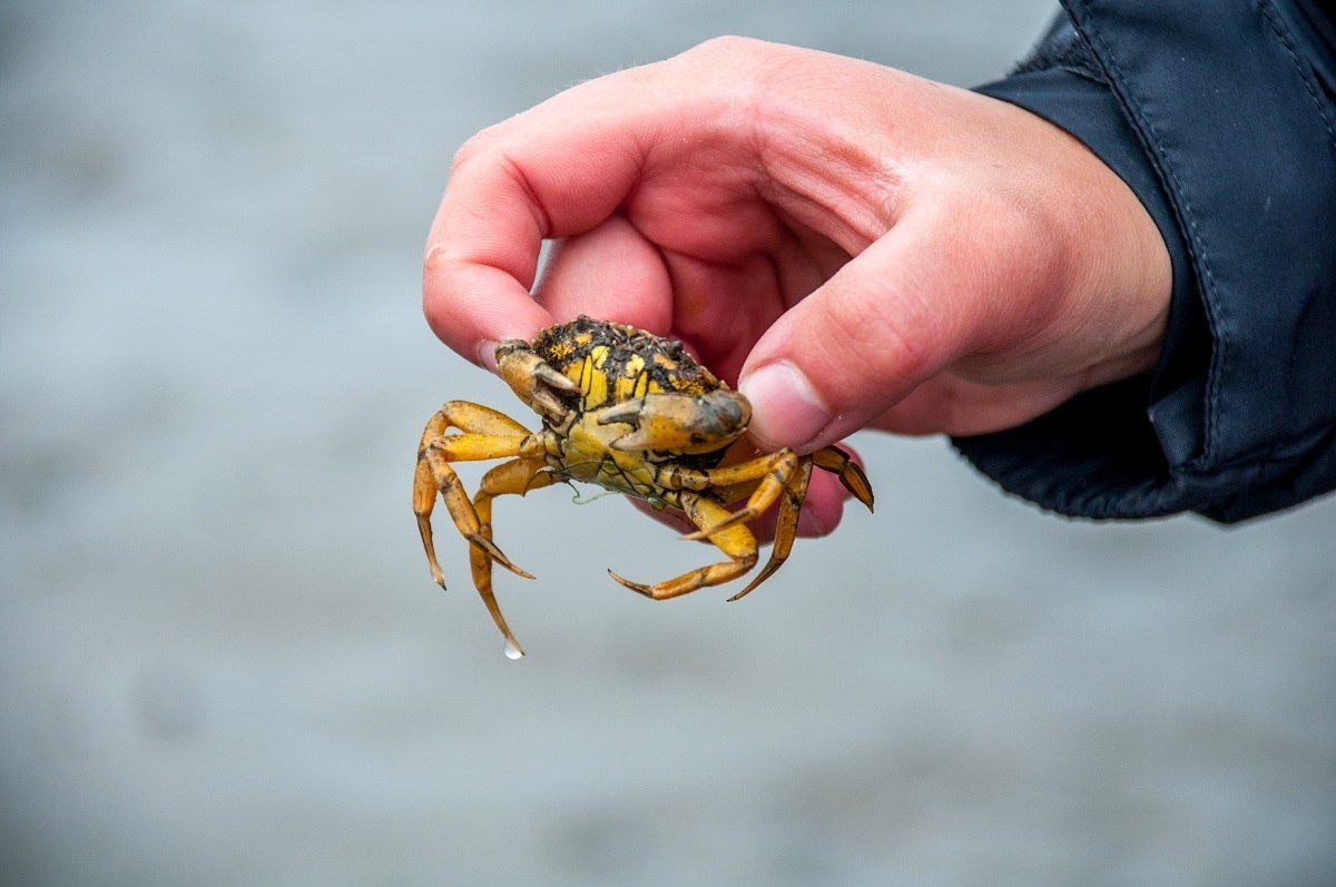 Discovering small crabs in the mud of the Wadden Sea salt flats.