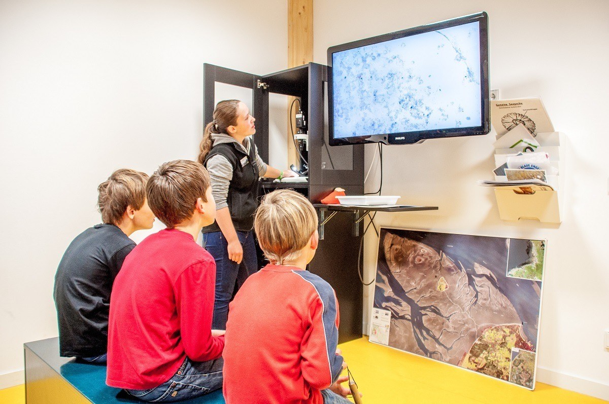 Young boys riveted by looking at worms and other creatures under the microscope at the Wadden Sea Visitor Center Cuxhaven (Nationalpark Wattenmeer Besucherzentrum).