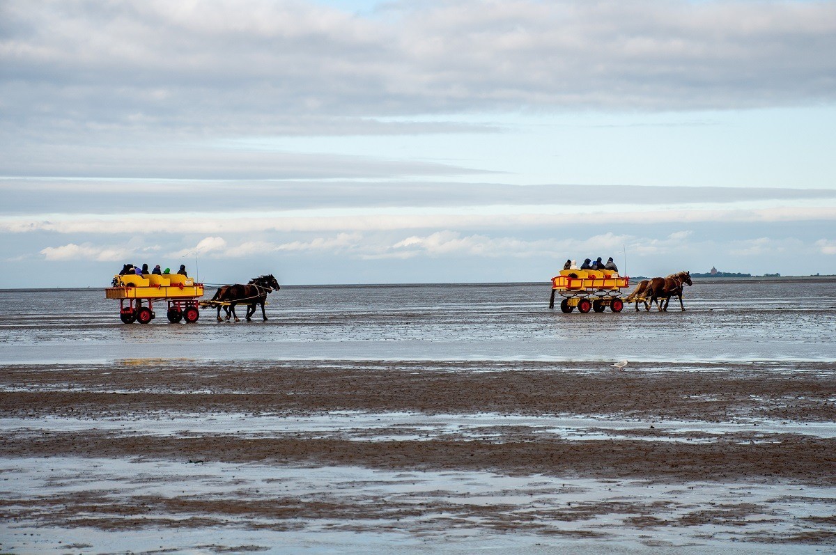 The bright yellow horse-drawn carriage wagons heading to Neuwerk Island in the Wadden Sea.