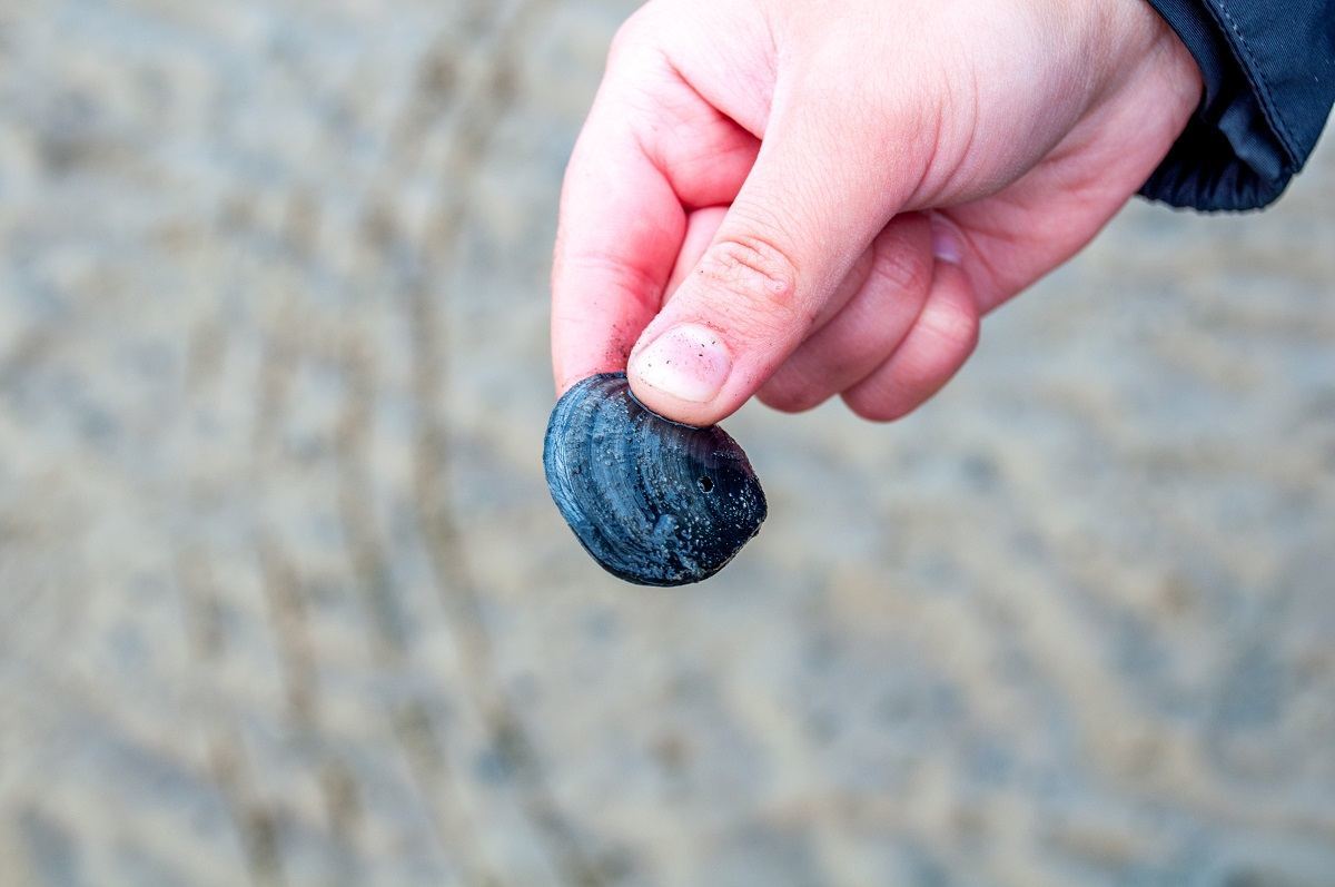 Discovering clams in the mud of the Wadden Sea.