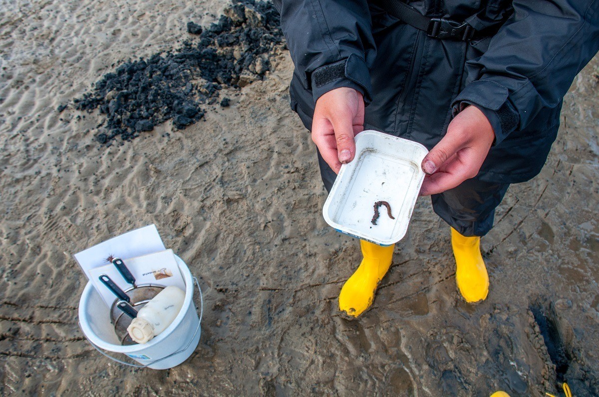 Collecting worms on the Wadden Sea.