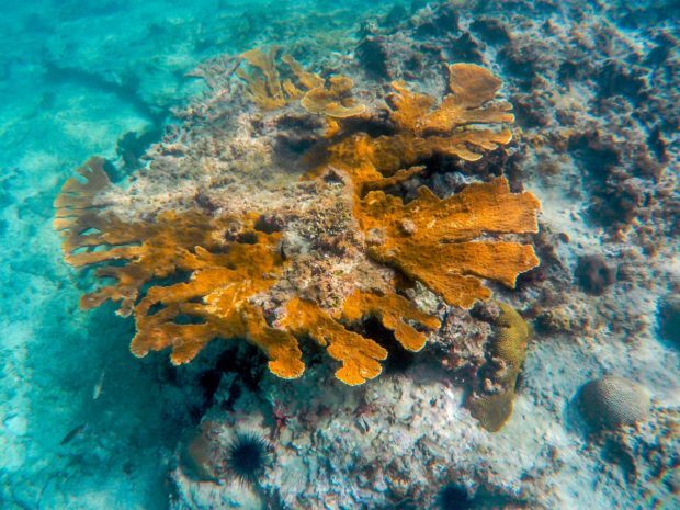 Reef off of Maho Beach St. Maarten
