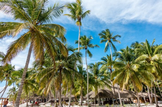 A Gorgeous Getaway to Saona Island, Dominican Republic Some of the amazing palm trees on Saona Island, Dominican Republic