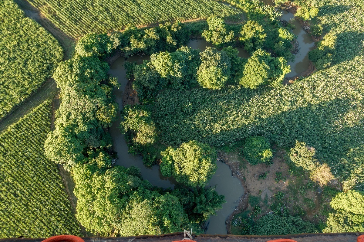Overhead view of trees