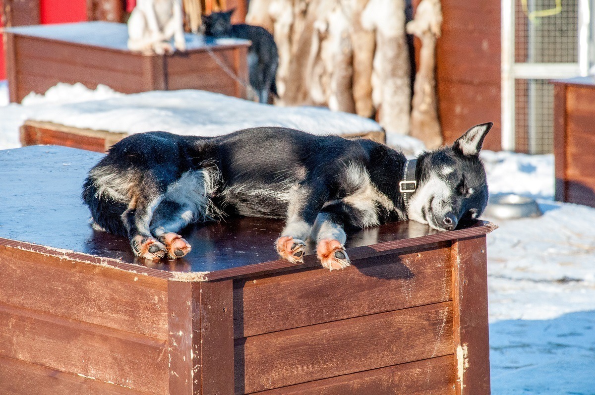 Alaskan husky relaxing in the sun at Tromso Villmarkssenter in Tromso, Norway