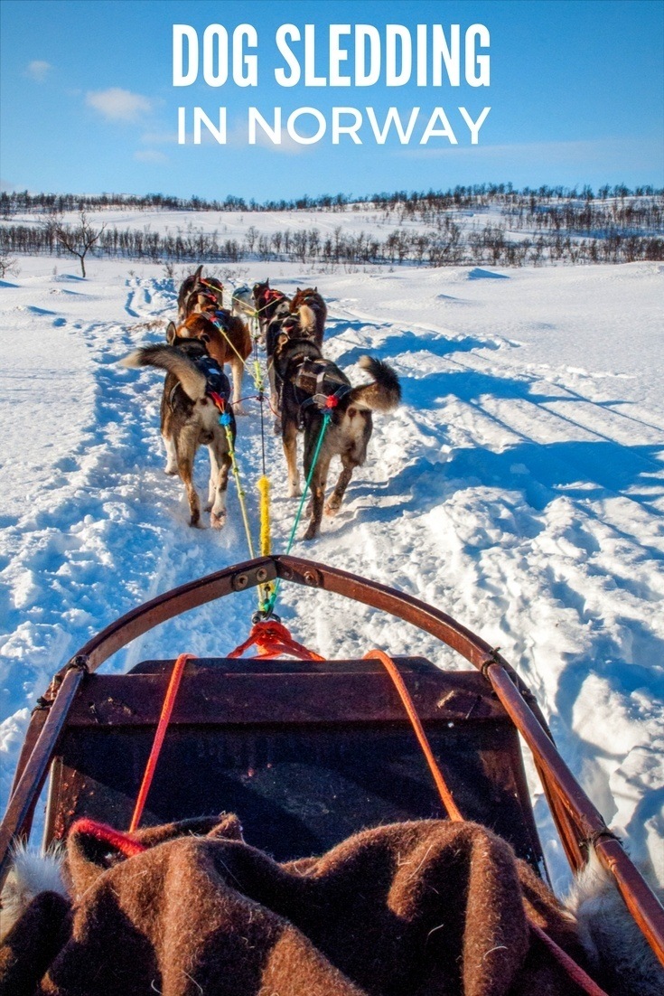 Dog sledding in Tromso, Norway, is an adventure. Drive the team of Alaskan huskies yourself or go along for the ride on this great activity in northern Norway. P.S., you can also play with puppies.