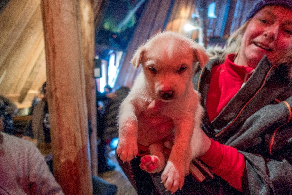 Alaskan husky puppy