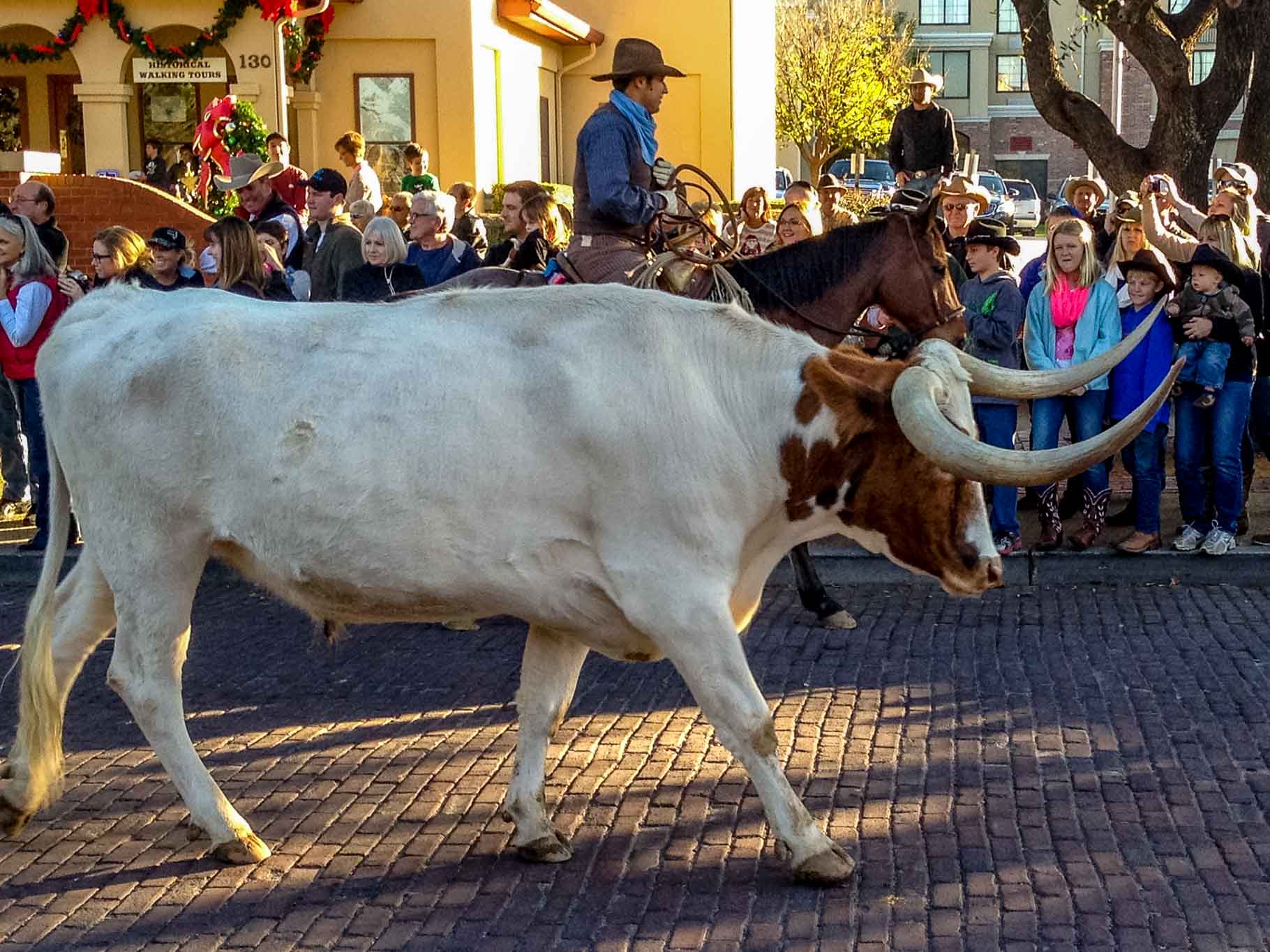 Longhorn cattle drive near the Fort Worth Stockyards