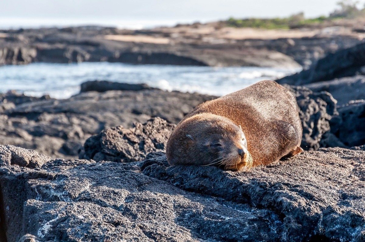 Galapagos seal sleeping on lava rock