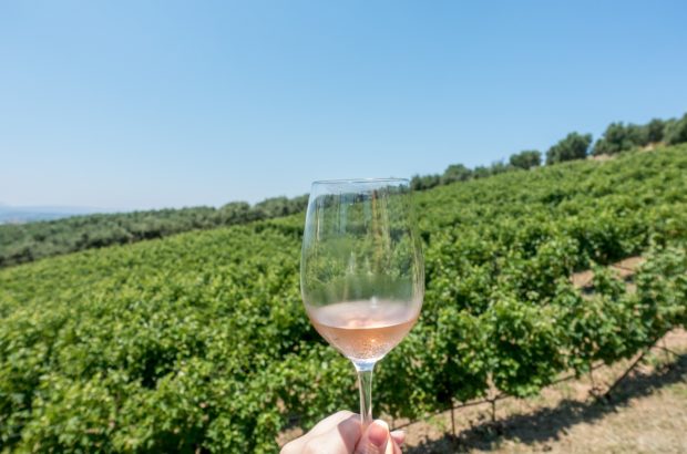 Sipping Our Way Through the Wineries of Crete The vineyards of Klados Winery in Crete