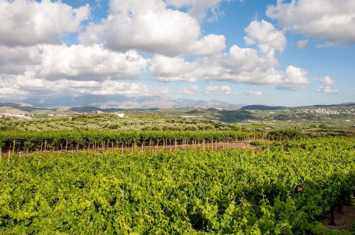 Rows of grapevines in a vineyard in Crete