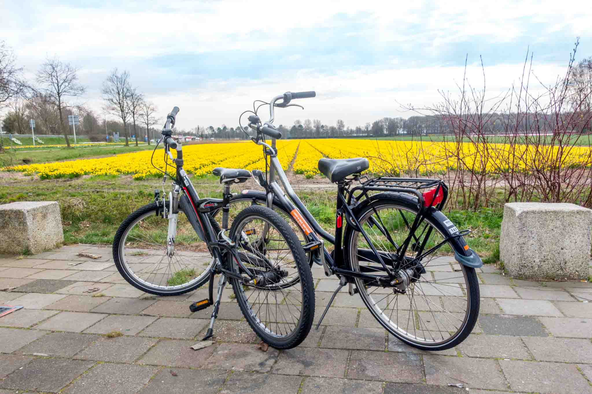 Renting a bike is one of the best ways to see the tulip and flower fields in Lisse Netherlands