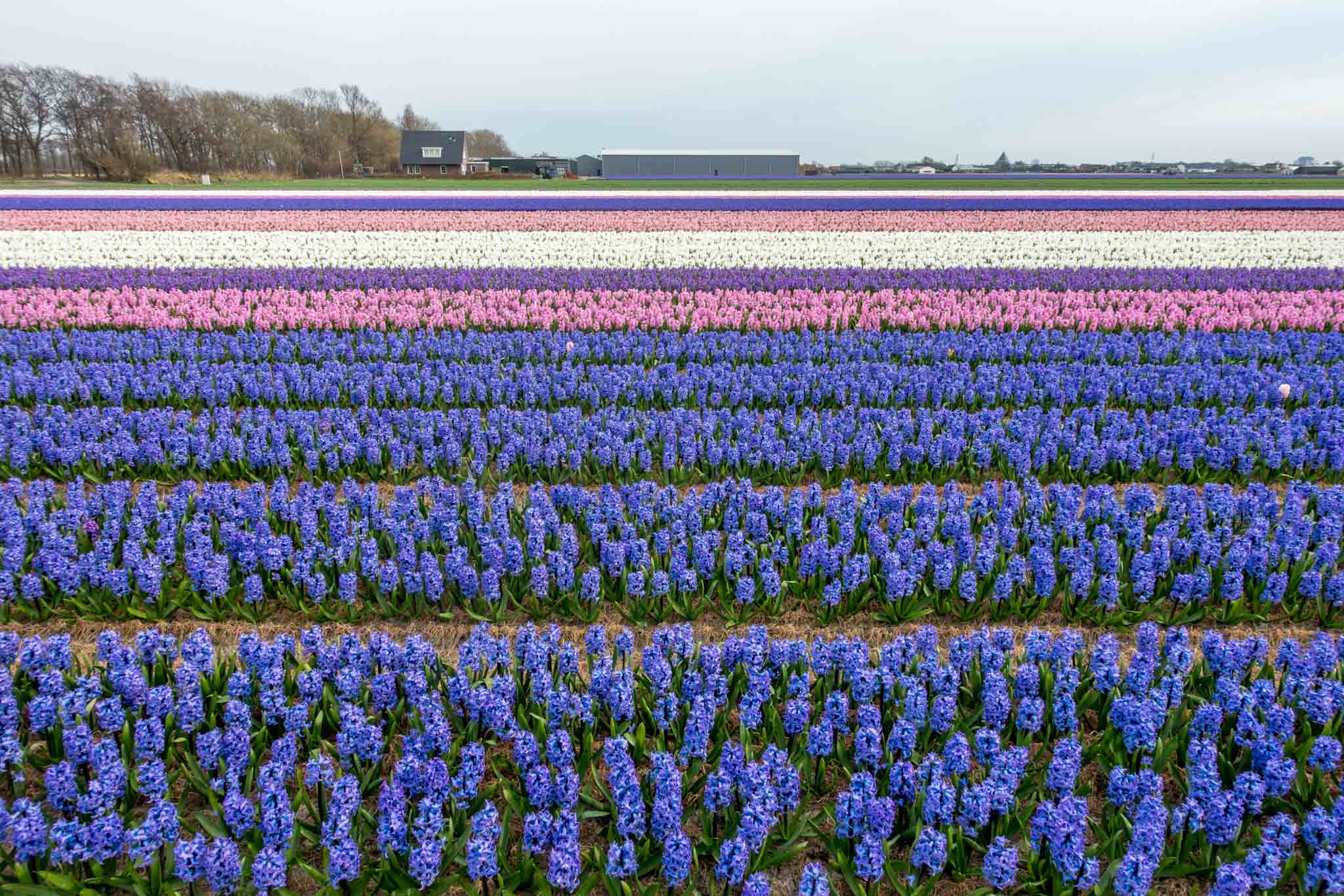 See the colorful fields of hyacinths on an Amsterdam to Keukenhof tour