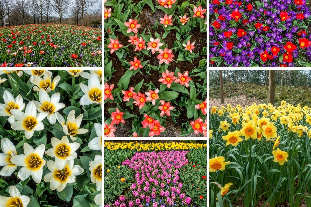 The flowers at Keukenhof go well beyond tulips, so you'll see plants in bloom no matter when you visit